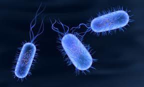The study shows the immune system begins its front-line defense when a virus or bacteria begins to attack the body.