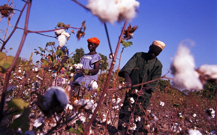 Burkina Faso cotton farmers