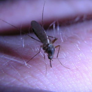 Medium mosquito