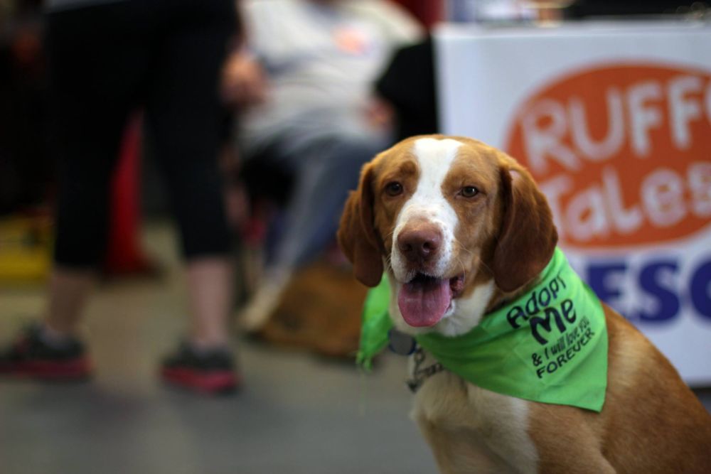 Can You Adopt A Dog In A Different County Can You Adopt A Dog In A Different County