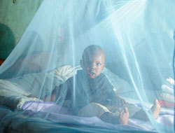 New leaders join Malaria No More
