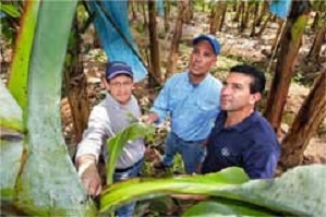 Bayer experts Boris Coto Calvo, Rodrigo Olivares and Rodolfo Ceciliano Solis (left to right) check banana plants at the