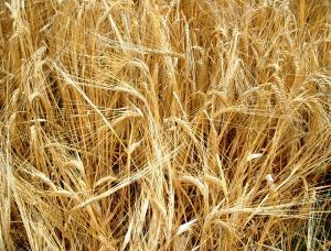 ICARDA develops and shares crop varieties that thrive in poor, dry soils.