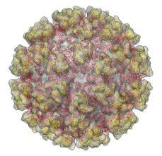 The chikungunya virus