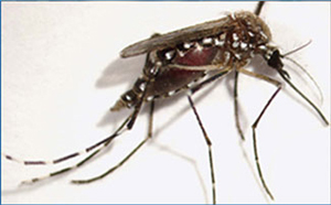 The A. aegypti mosquito, a carrier of dengue fever.