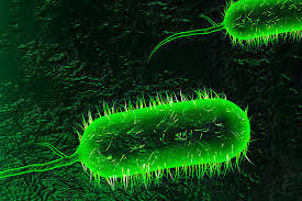 Study reveals role of cyclin in malaria parasites