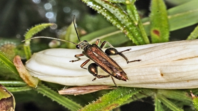 Science Advances: Standing biomass estimates of arthropods could ...