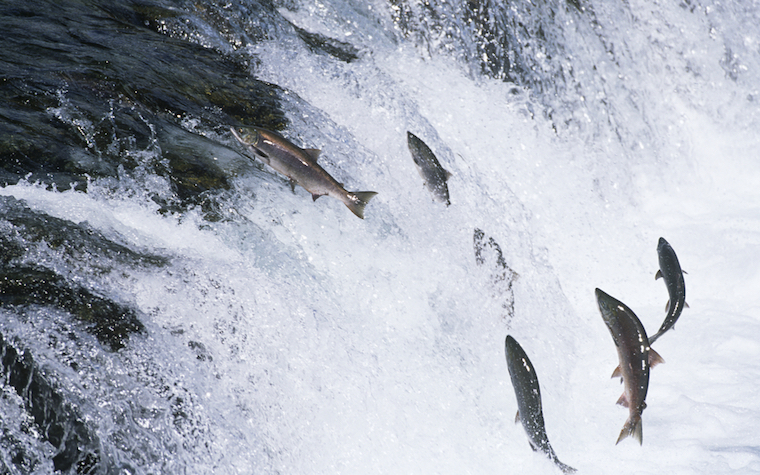 Chile approves Neptune Pharma's sea lice product.