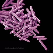 Researchers find compounds to treat tuberculosis