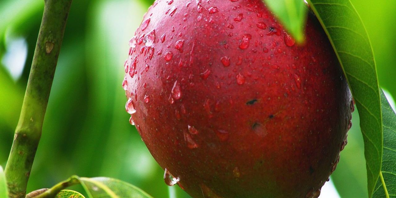 Pakistan produce exporter claims Texas mango distributor committed