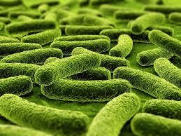 Case Western Reserve to head international research of TB-resistant individuals