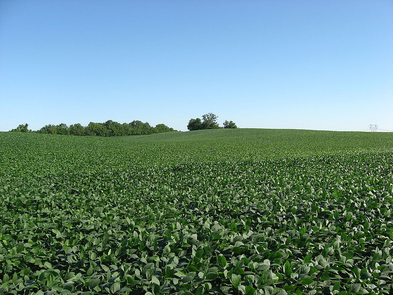 Soybean field in Ohio