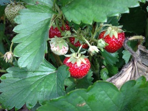 The National Institute of Food and Agriculture, a division of the U.S. Department of Agriculture, announced more than $2 million in grants to establish two regional centers.
