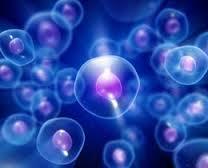 Researchers test chickenpox virus treatments with embryonic stem cells