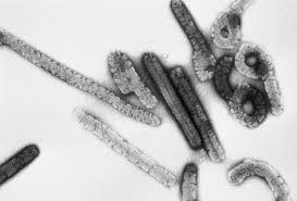 New treatments for Marburg virus