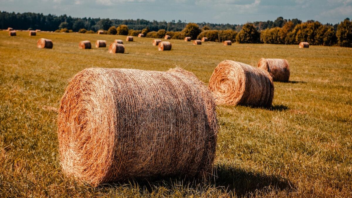 Witte on hay shortage 'We're going to see impacts for several years