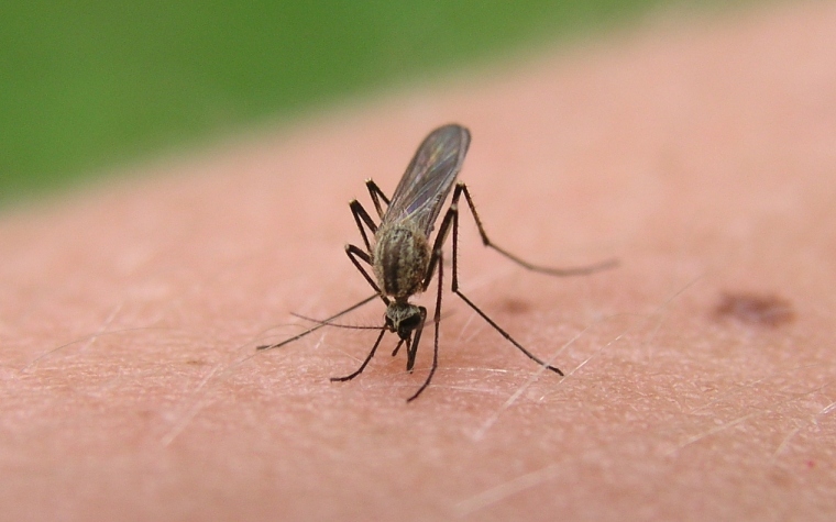 The first case of West Nile virus has been reported in Illinois for this year.