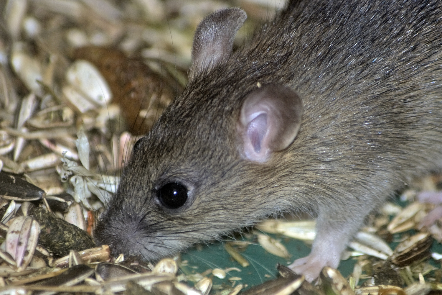 A growing community can stir up a lot of mice or rats.