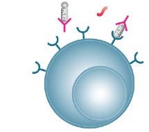 This diagram displays the cellular mechanism of the BioThrax vaccine.
