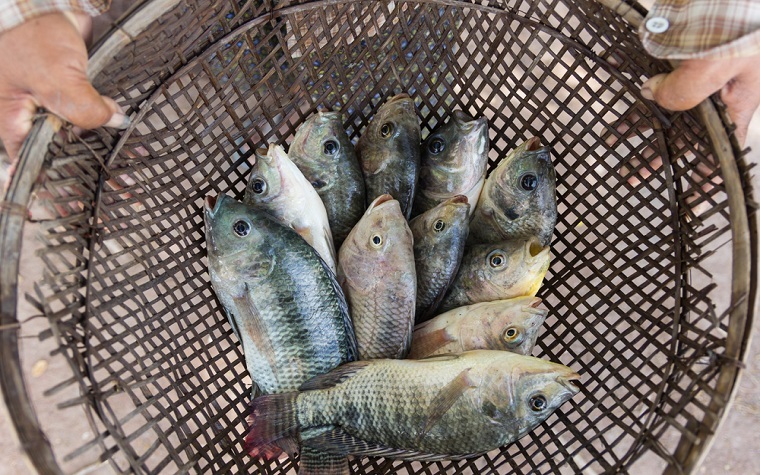 Aqua Capital acquires Brazilian tilapia producer GeneSeas.