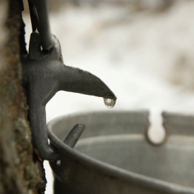 Maple syrup may reduce antibiotics use