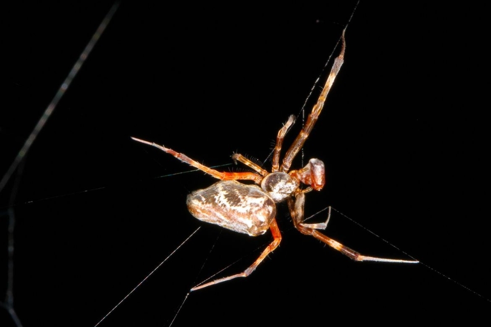 Male OrbWeaving Spiders Fight Less In FemaleDominated Colonies