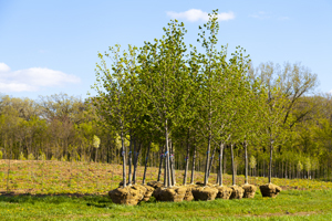Medium treeplanting