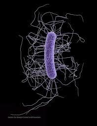 Severe outcomes for patients with multiple C. difficile strains