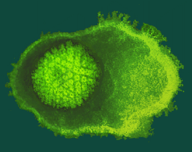 Novel vaccine design effectively may prevent herpes viruses
