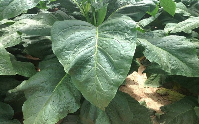 GroGenesis products produce larger, healthier plants.