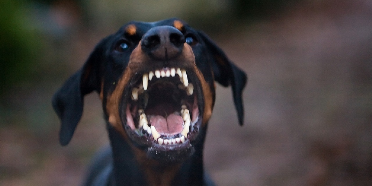 Man sues dog owners for injuries - Vimarsana News