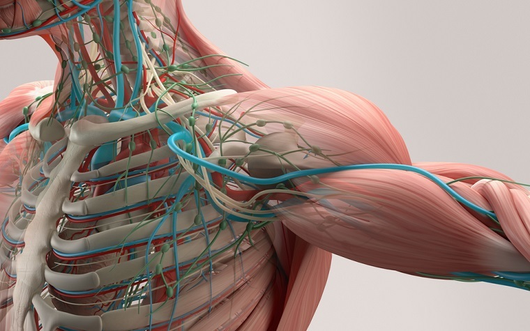 These actuating fibers are called ‘artificial muscles’ because they mimic the fiber-like form-factor of natural muscles.