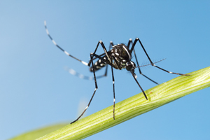 Hong Kong's CHP confirms dengue fever case.