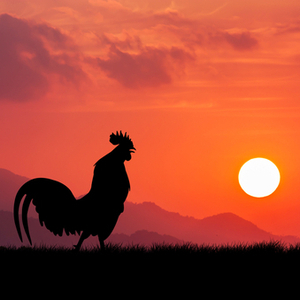 Medium twilightfortheroosterinspringgrove