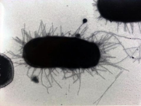 Unusual capabilities of antibodies may improve vaccine strategies