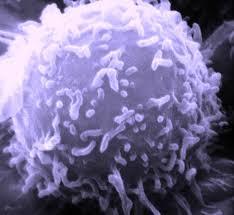 DiaVax Biosciences will create two vaccines to help guard against cytomegalovirus (CMV) infections in people with weak immune systems.