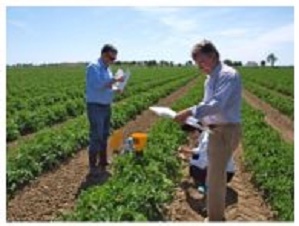 NEC observes tomatoes in Portugal