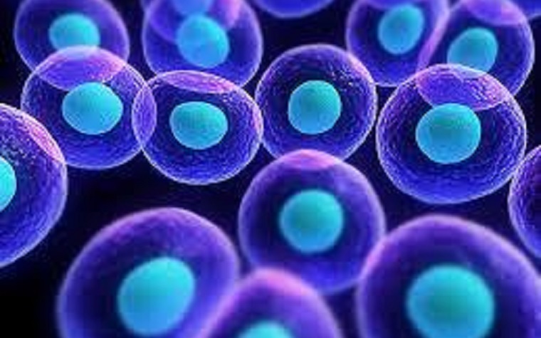 TDP-43 is a chaperone for RNA within a cell.