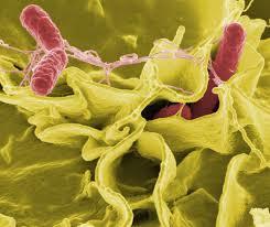A Maryland study found that heat and precipitation raise salmonella infections