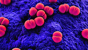 MRF Meningococcus Genome Library crucial to UK fight against meningitis and septicaemia