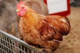 The U.S. and Canada have agreed not to export avian products to each other if either experiences an HPAI outbreak.