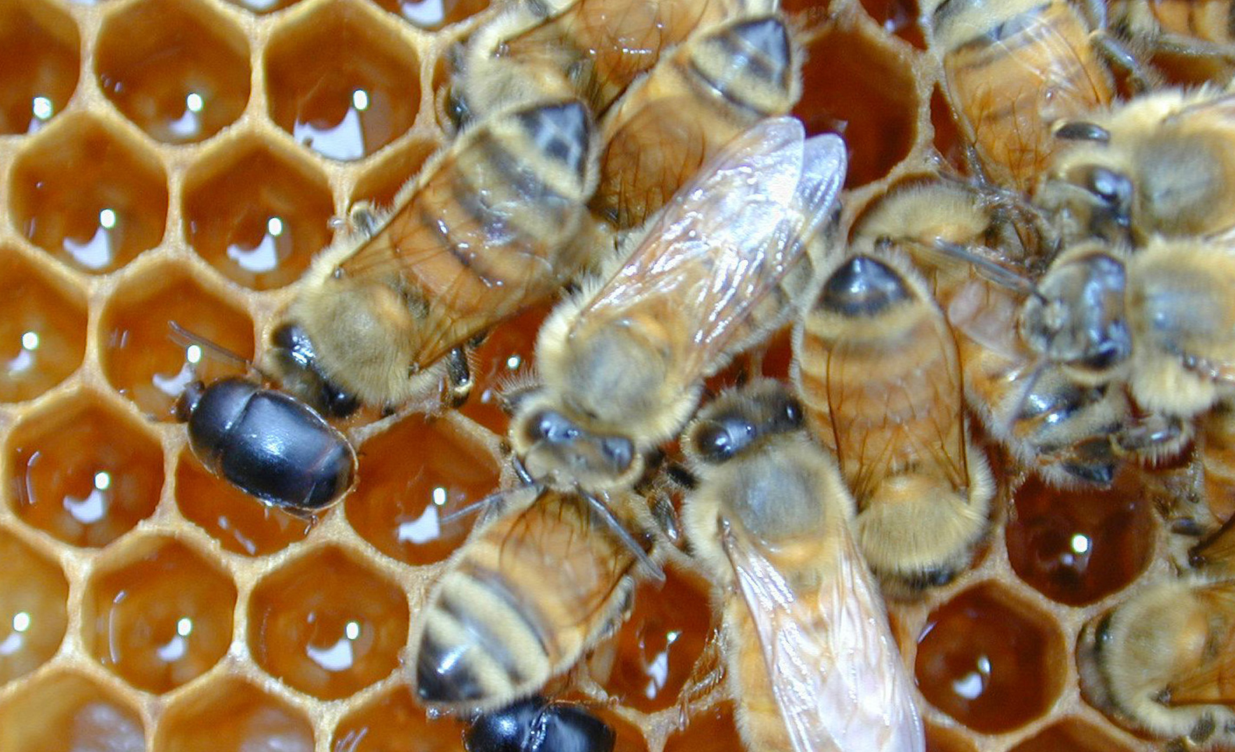 Cape honeybee gives researchers insight to asexual reproduction Current Science Daily