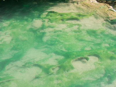 Scientists are expecting heavy algal blooms this summer in the Western Lake Erie Basin.