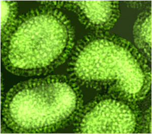 Summit releases avian flu vaccine research update