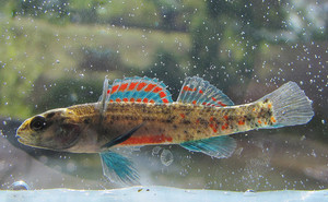 Watercress Darter