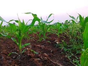 The $4 million in new funding will allow over 100 farms to join the 65 farm sites already enrolled.