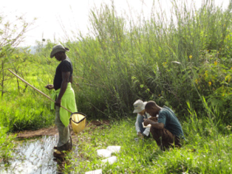 Trap malaria mosquitoes before they produce offspring