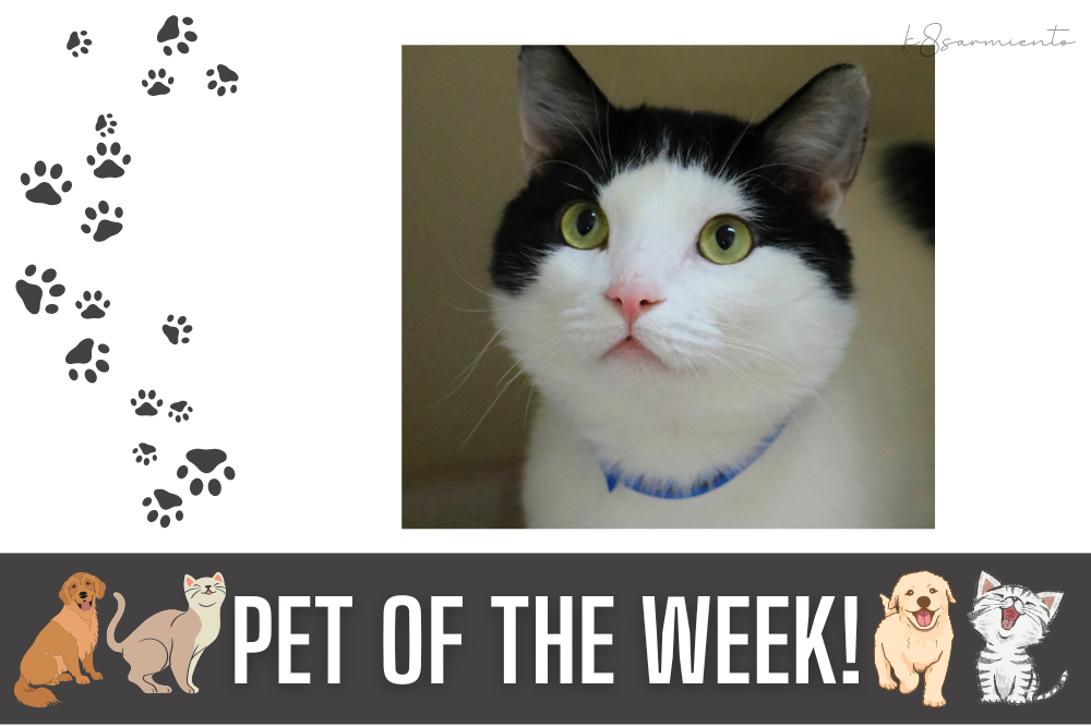 Pet of the Week Nestor New Mexico Sun