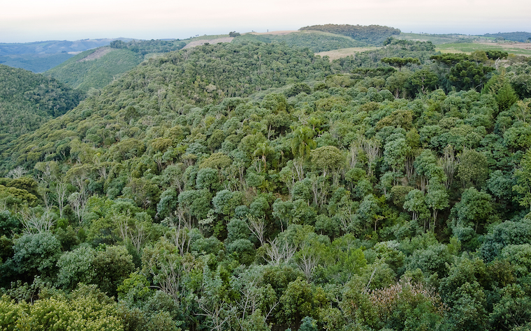 Sonoco Products' fiber certification program aims to maintain healthy forests.
